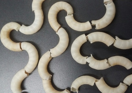 Image of Spirula spirula from the Oxford University Museum of Natural History