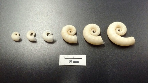 Image of Spirula spirula from the Oxford University Museum of Natural History