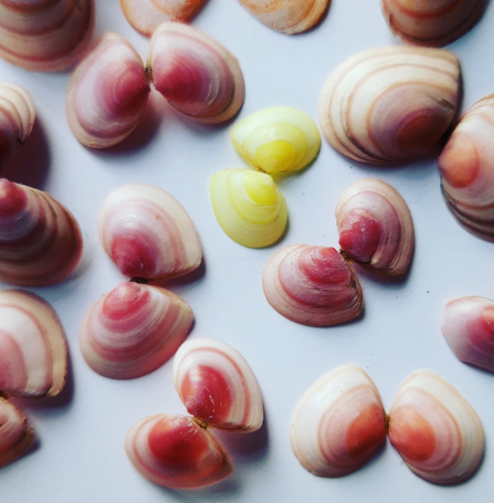 Selection of different coloured tellin shells